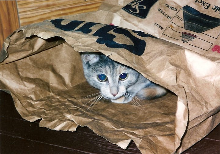 Gray and brown cat inside a paper grocery bag on a dark wood floor with a light wood background