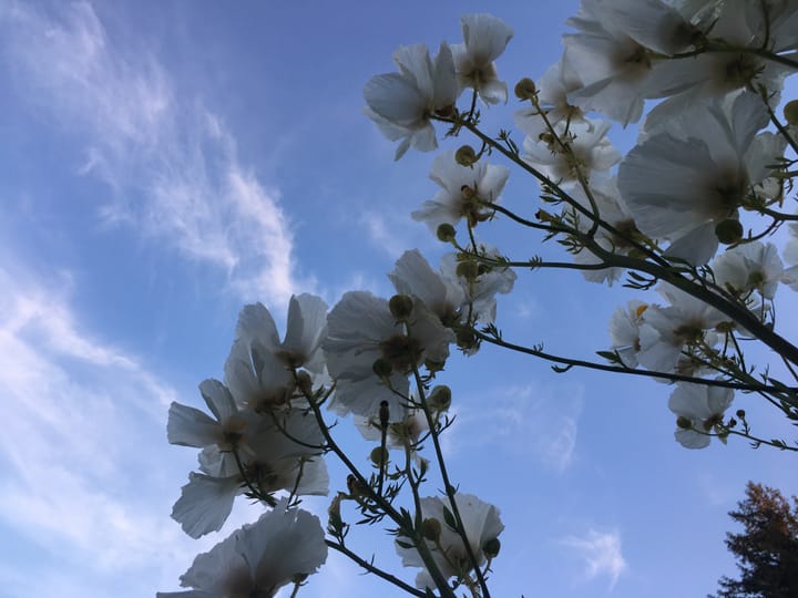 White flowers against a backdrop of a blue sky with faint white clouds